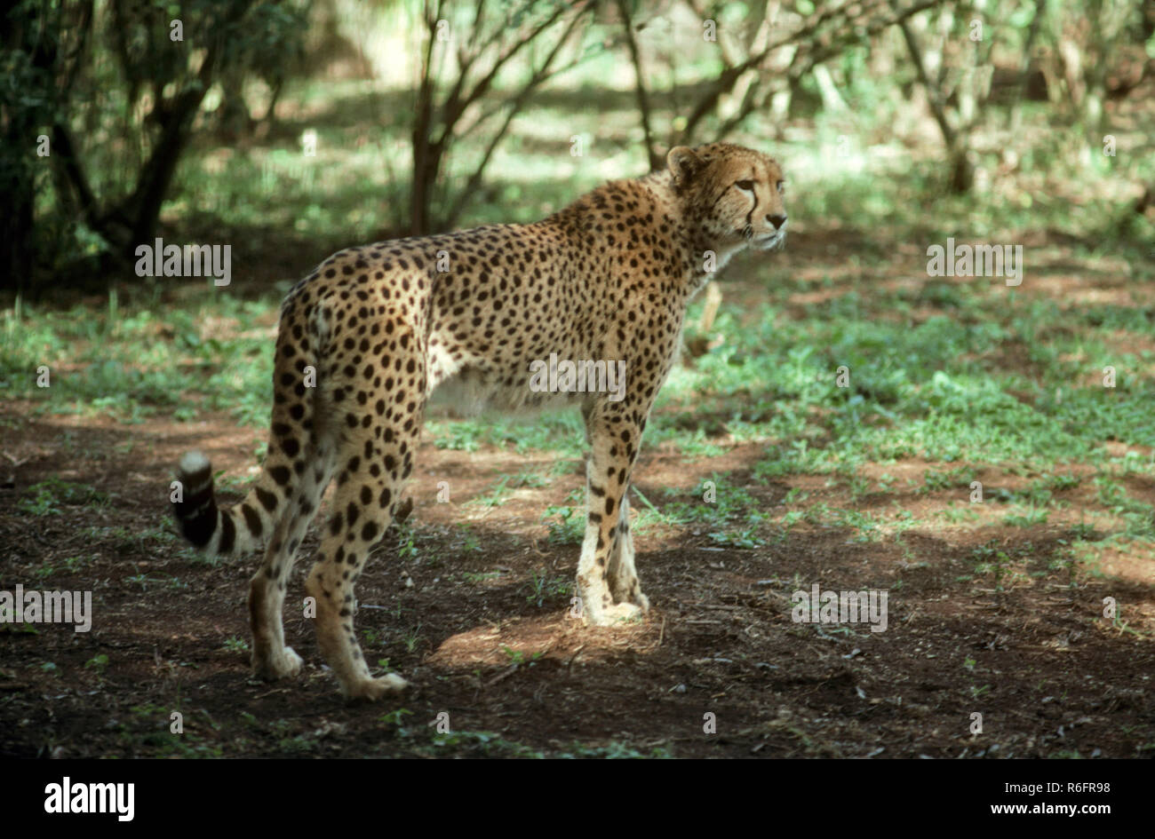 Cheetah, Acinonyx jubatus, kenya, afrique Banque D'Images