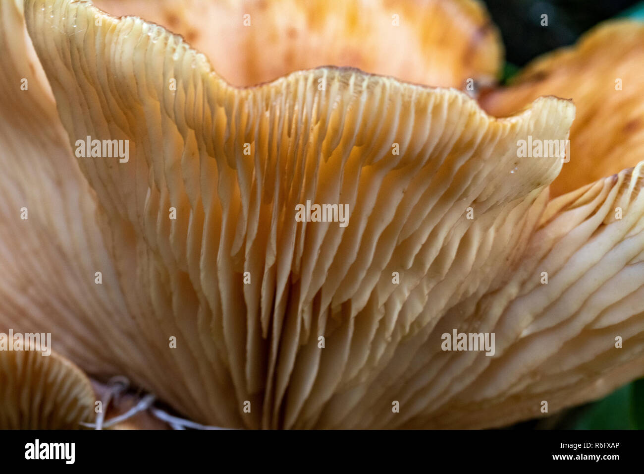 Close up Gill Détail d'un champignon (Lactarius pallidus ?) croissant dans un bois de bouleau, # 2. Great Torrington, Devon, Angleterre. Banque D'Images