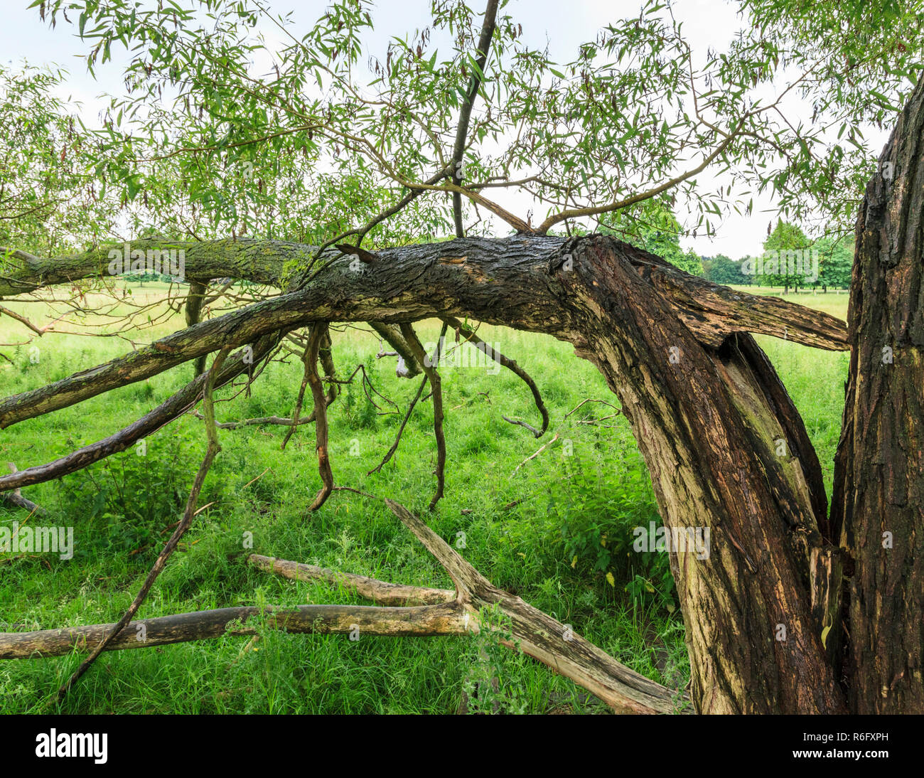 La nouvelle croissance sur un vieux tronc d'arbre fendu. Une tempête d'arbres endommagés avec de nouvelles feuilles en croissance, Nottingham, England, UK Banque D'Images