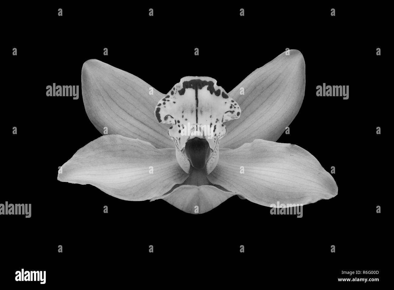 Orchid belle isolées en noir et blanc Banque D'Images
