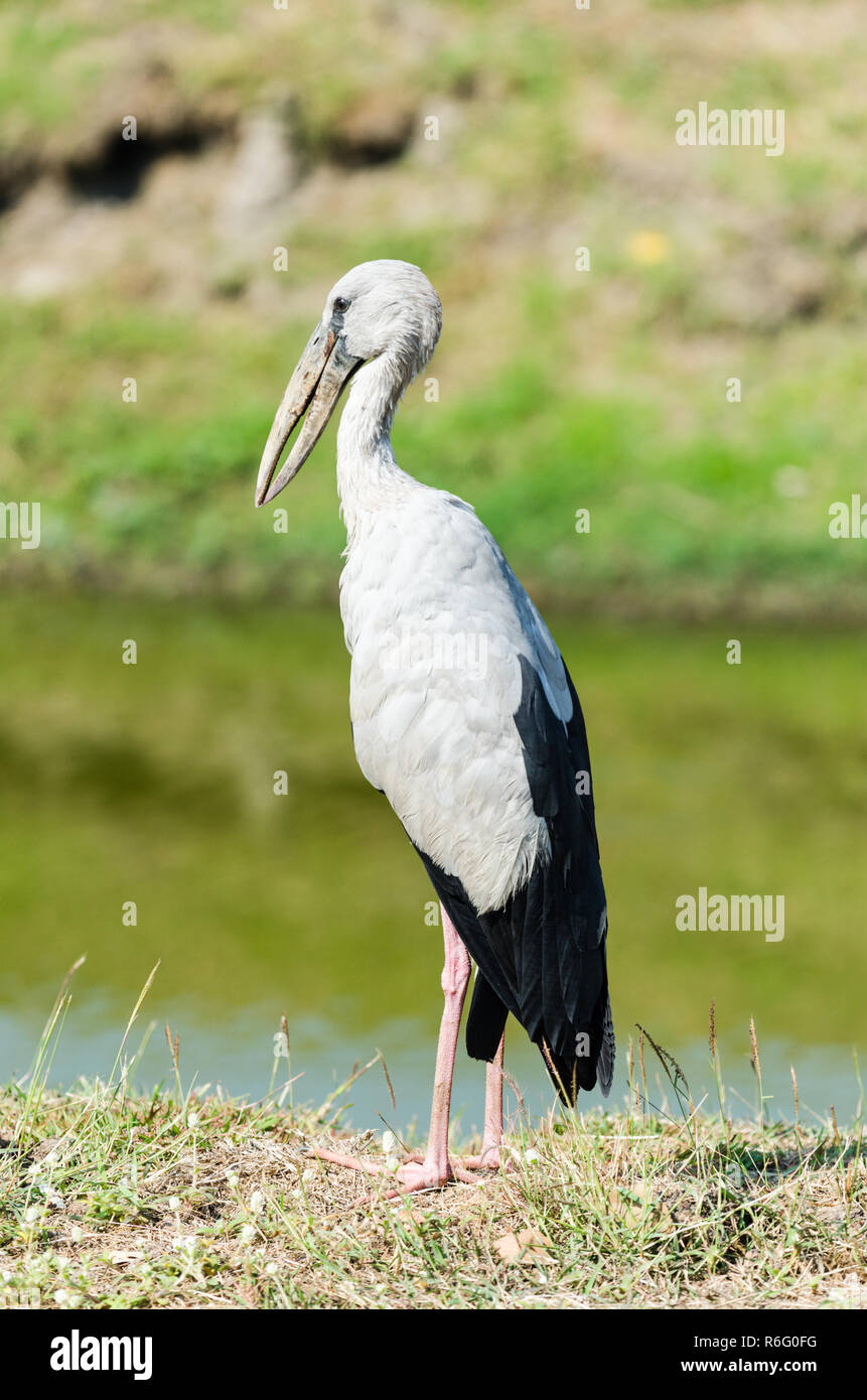 Asian openbill Anastomus Oscitante (Stork), Parc historique d'Ayutthaya, Thaïlande Banque D'Images