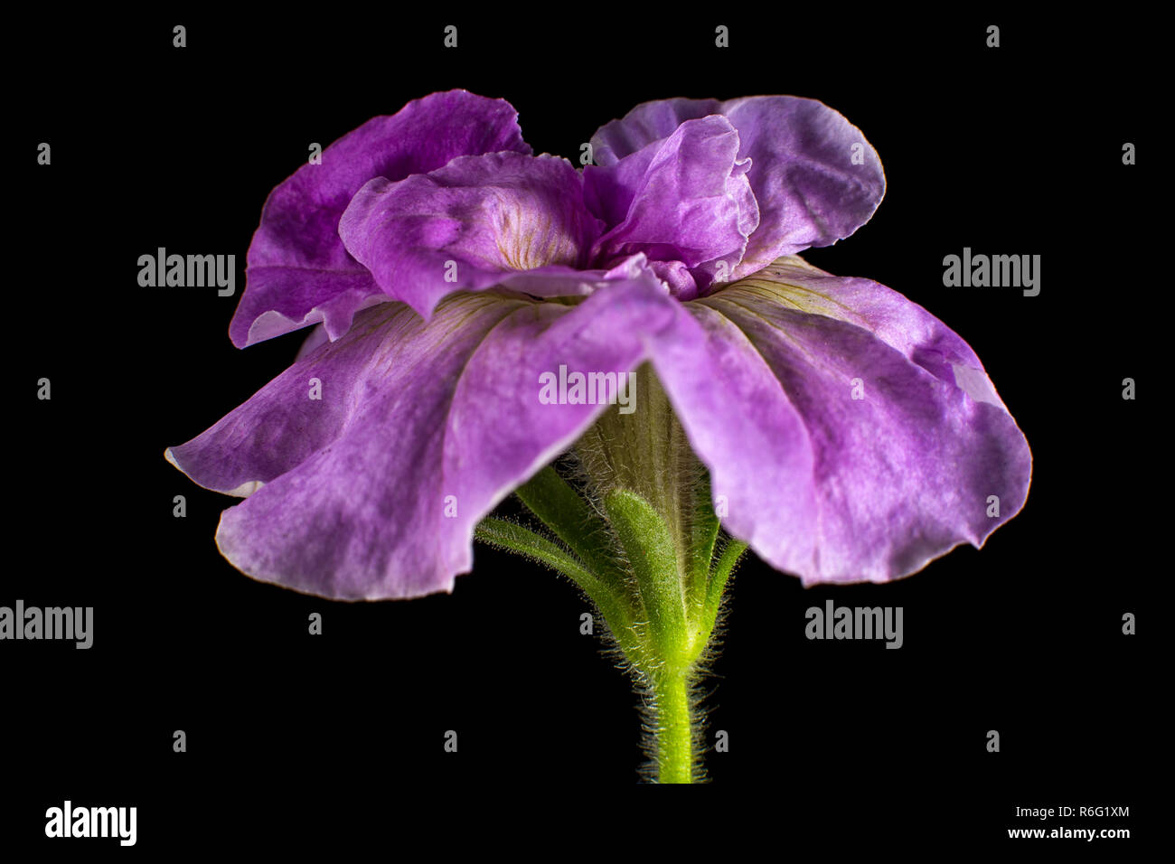 Pétunia violet variété Banque D'Images