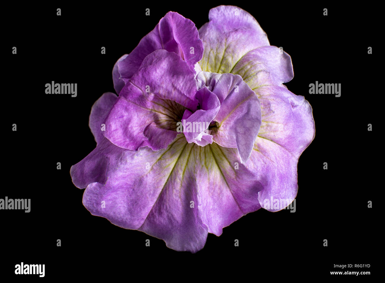Pétunia violet variété Banque D'Images