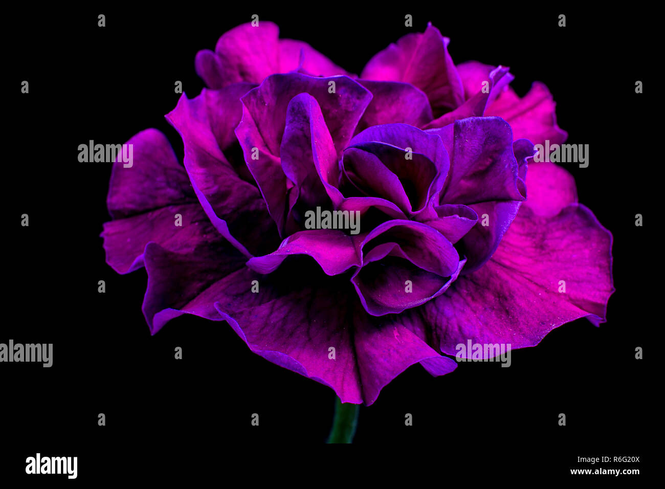 Pétunia violet variété Banque D'Images