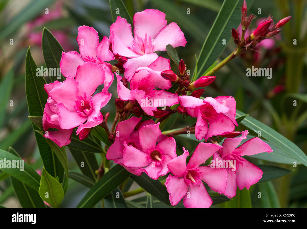 Fleurs De Lauriers Roses Nerium Oleander Cvcharlers