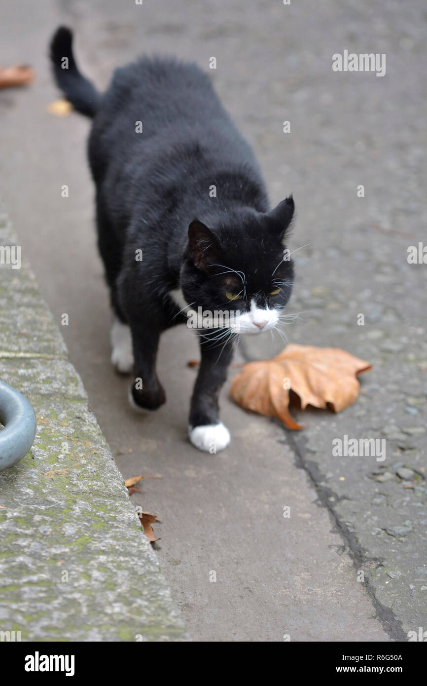 Palmerston, le chef Mouser au Foreign Office, à Downing Street, Décembre 2018 Banque D'Images
