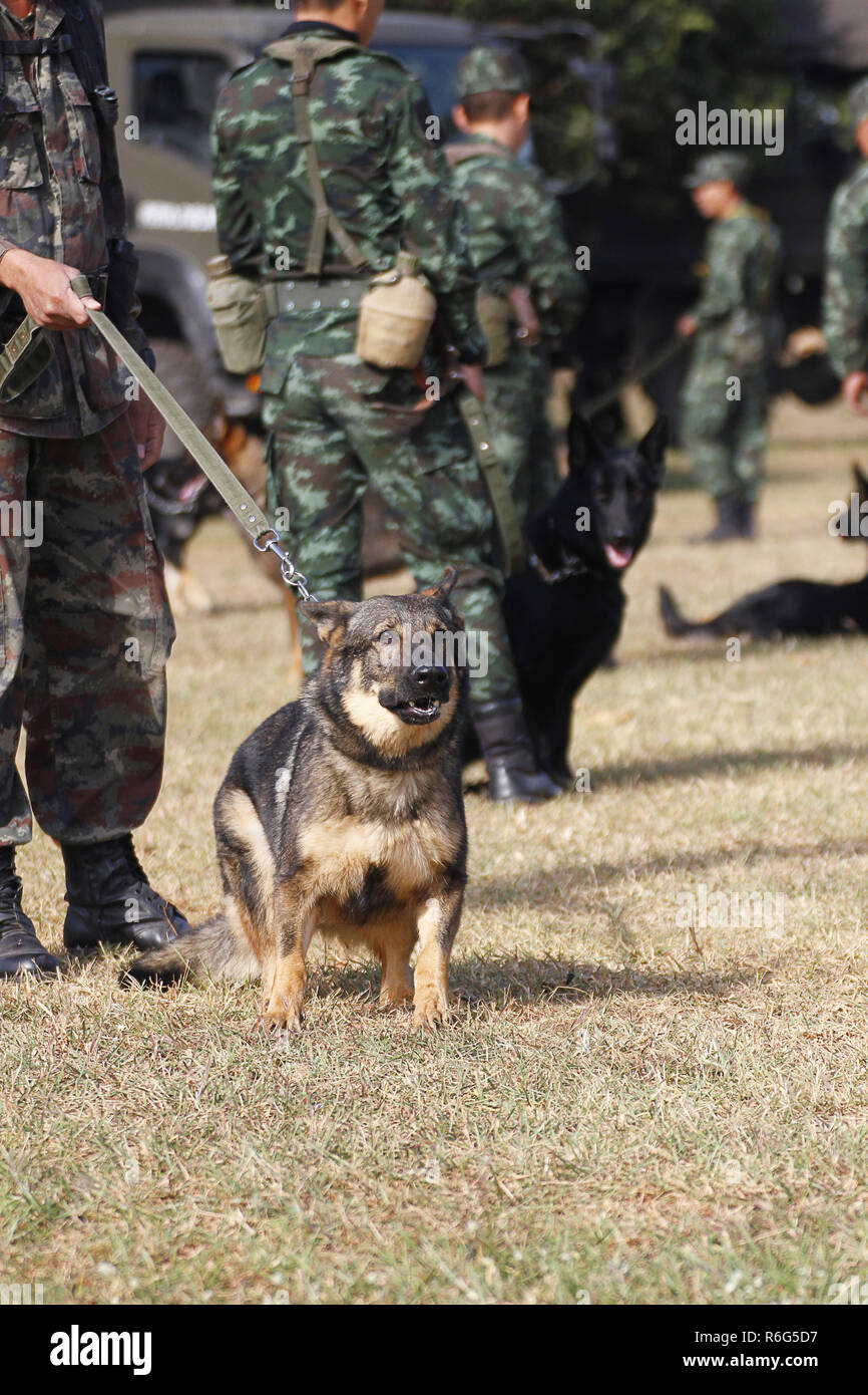 La formation des chiens de guerre Banque D'Images