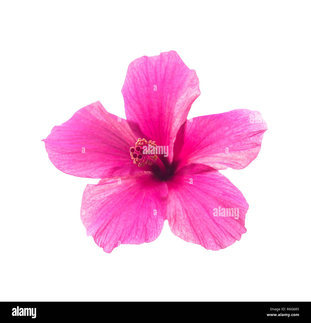 Pink hibiscus flower isolated Banque D'Images
