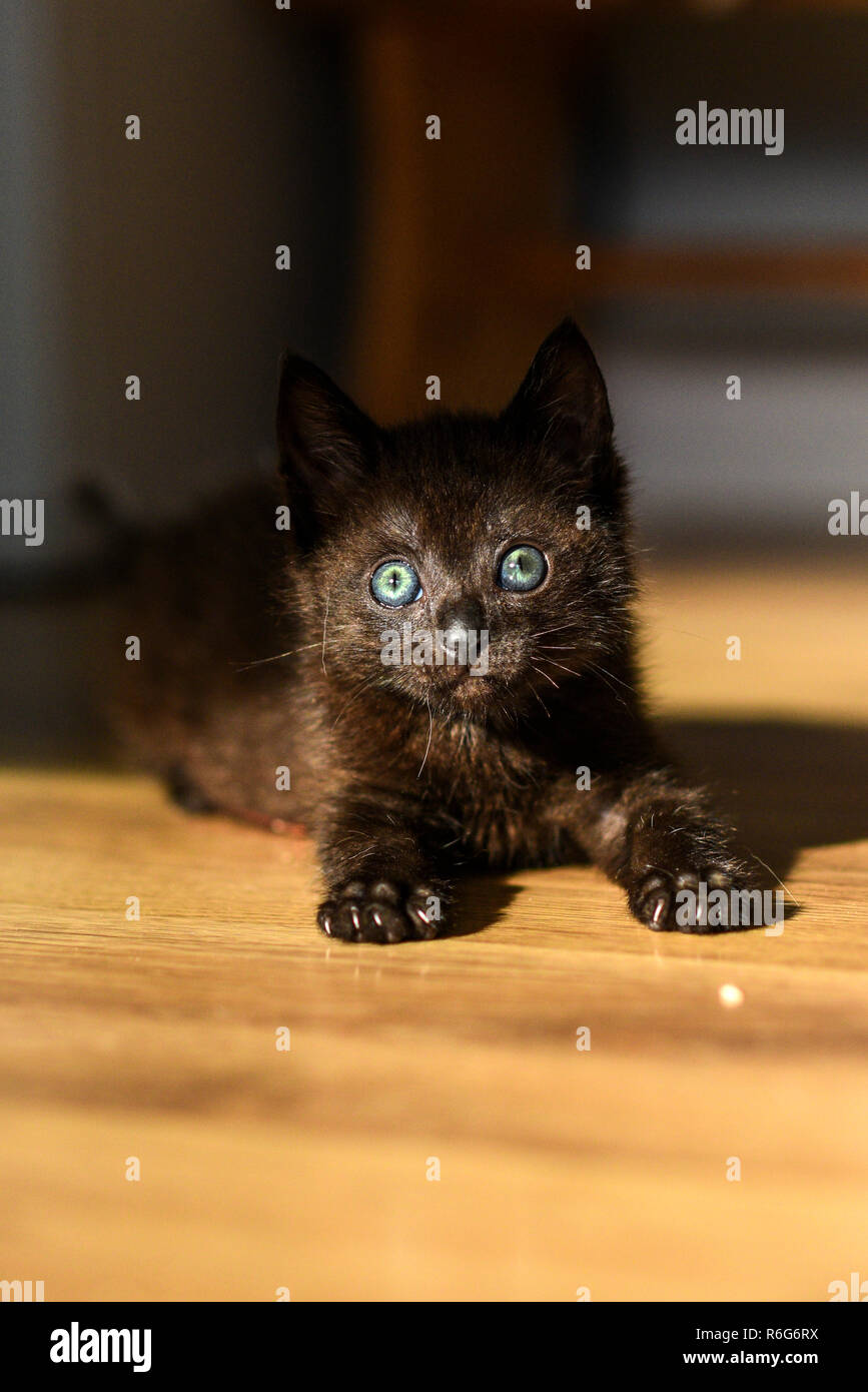 Portrait D Un Petit Chaton Noir Aux Yeux Bleus Photo Stock Alamy Portrait D Un Petit Chaton Noir Aux Yeux Bleus Photo Stock Alamy