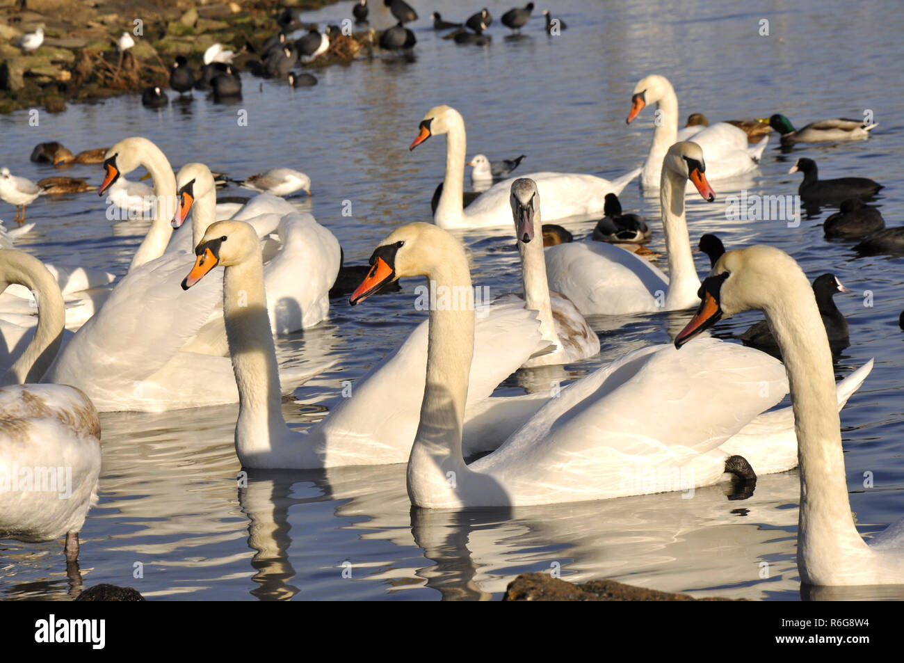 De nombreux cygnes nager dans l'eau Banque D'Images