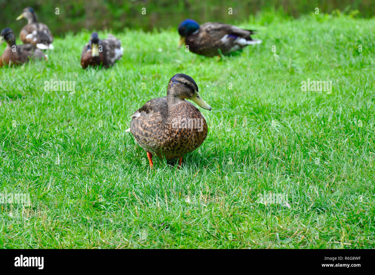 Canards assis sur l'herbe verte Banque D'Images