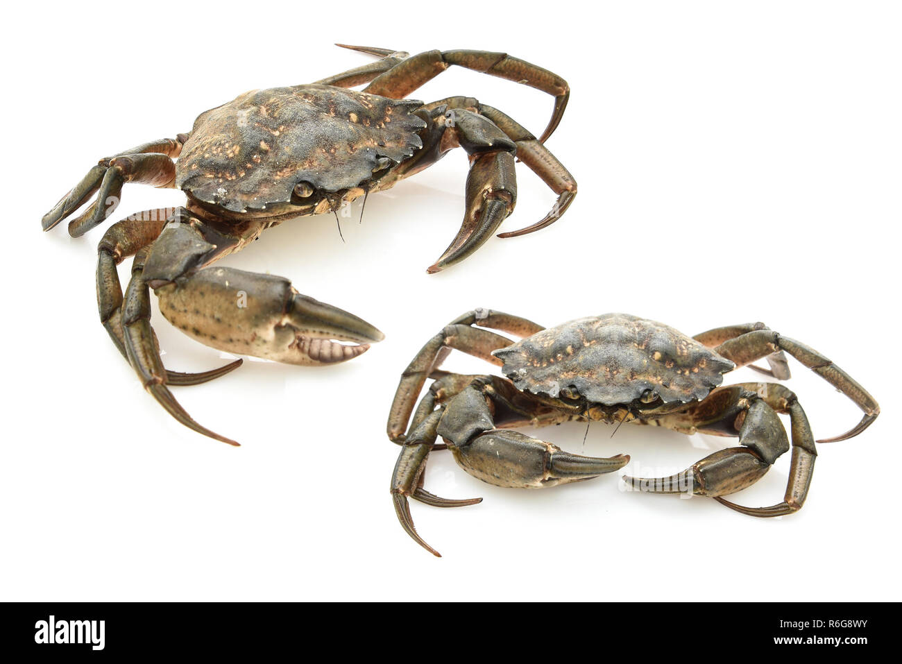 Les crabes isolé sur fond blanc Banque D'Images