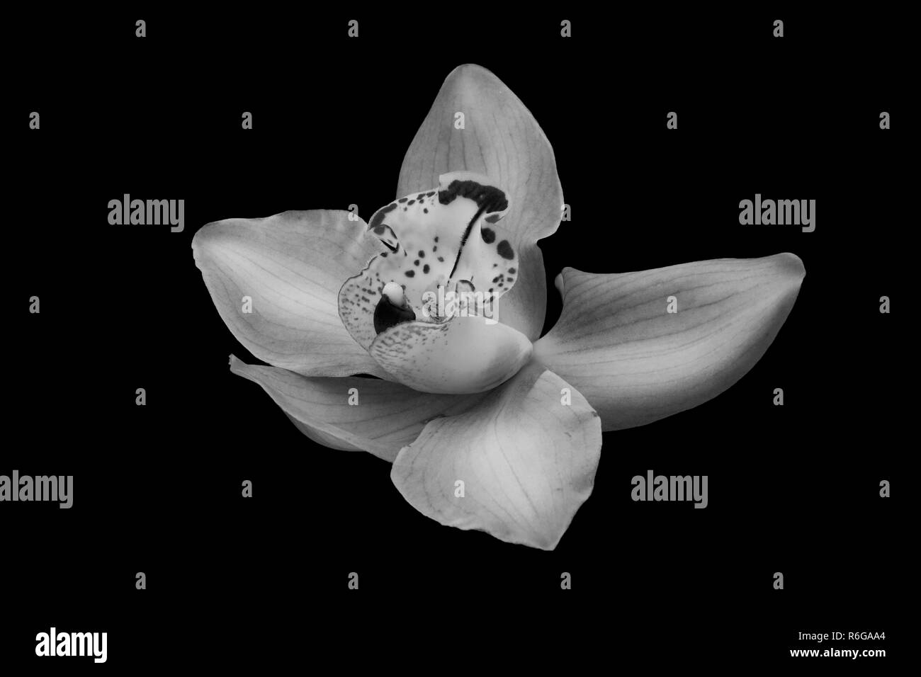 Orchid belle isolées en noir et blanc Banque D'Images