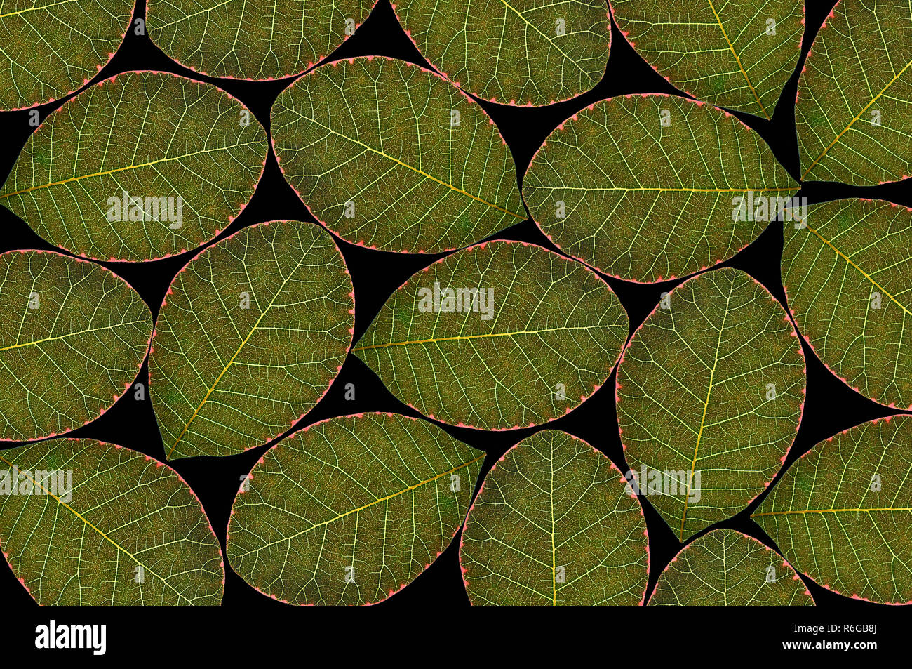 Les feuilles des plantes en lumière transmise Banque D'Images