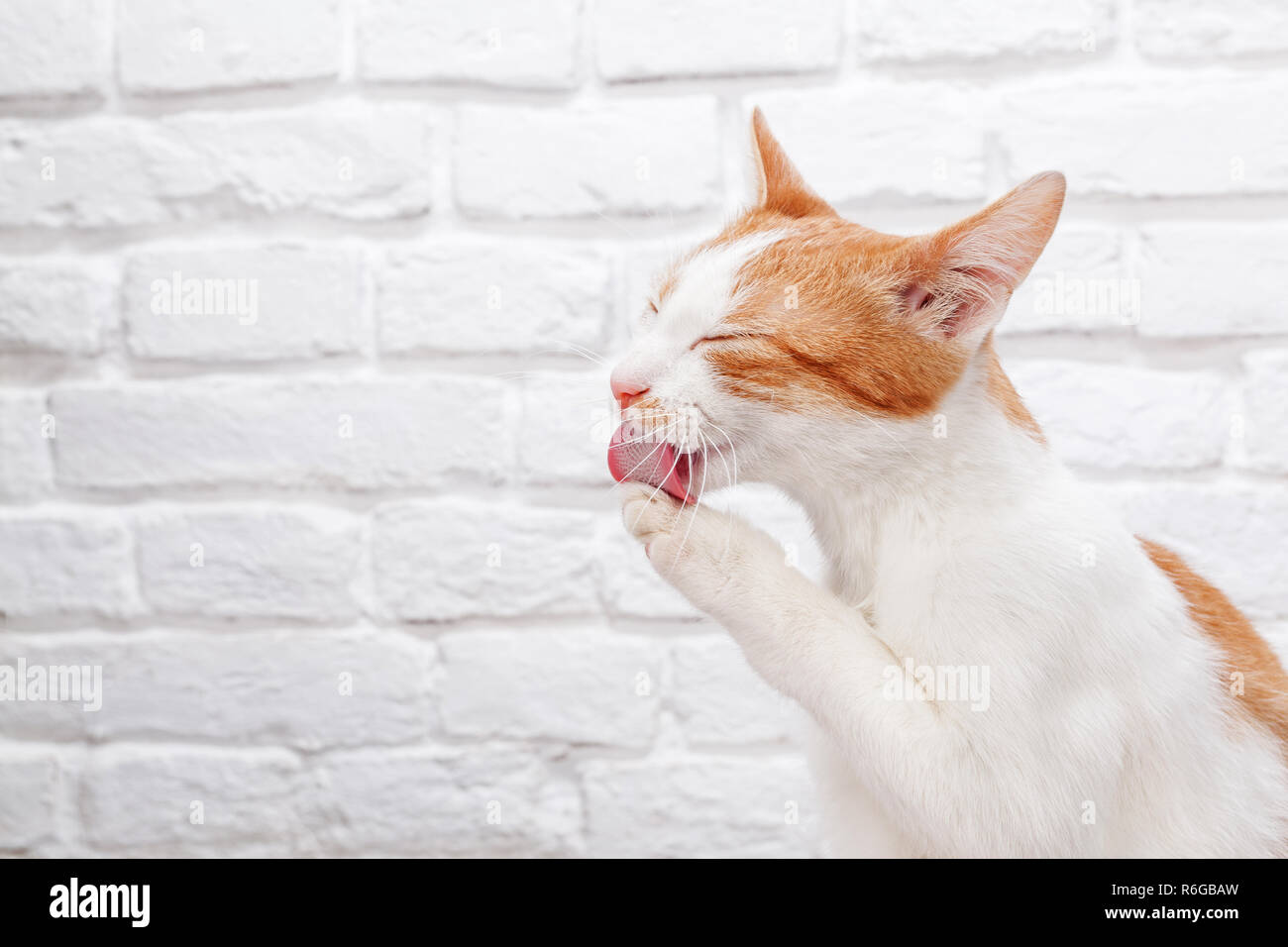 Jeune chaton rouge lave Banque D'Images
