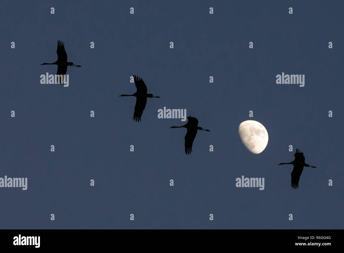Grues cendrées (Grus grus), volant en formation avec la lune dans l'arrière-plan Banque D'Images