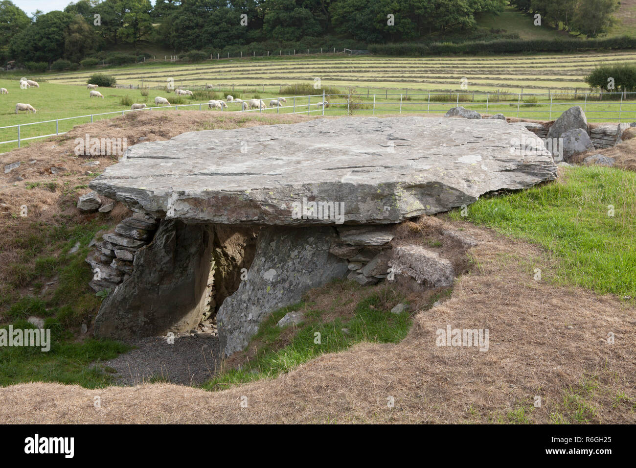 L'énorme capstone du Néolithique chambre funéraire à Capel Garmon, près de Betws-Y-coed au Pays de Galles Banque D'Images