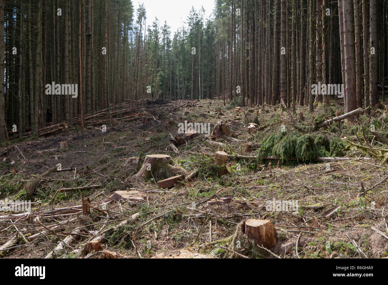 Clair est tombé dans une opération commerciale Foresterie et exploitation forestière en forêt Gwydir, Parc National de Snowdonia, Pays de Galles Banque D'Images