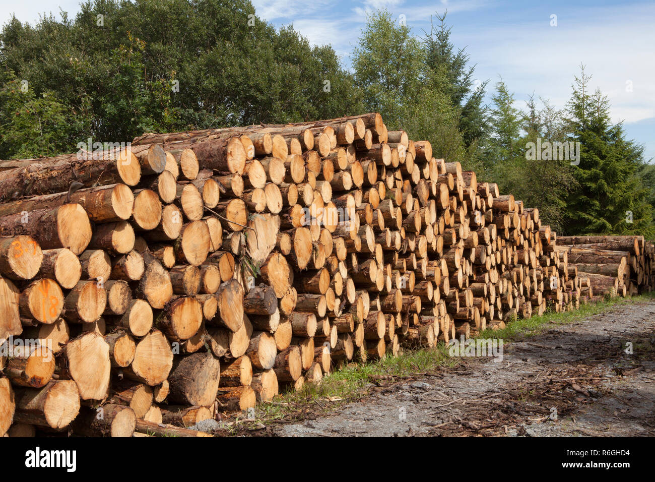 Grumes de conifères classés entassés dans une entreprise d'exploitation forestière et la foresterie commerciale en forêt Gwydir, Parc National de Snowdonia, Pays de Galles Banque D'Images