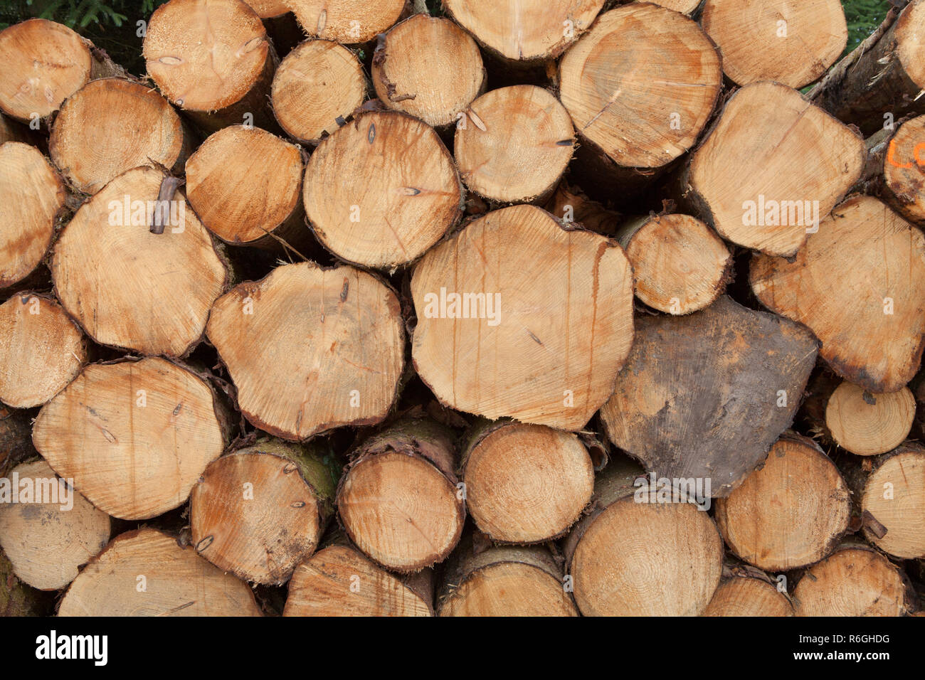 Grumes de conifères classés entassés dans une entreprise d'exploitation forestière et la foresterie commerciale en forêt Gwydir, Parc National de Snowdonia, Pays de Galles Banque D'Images