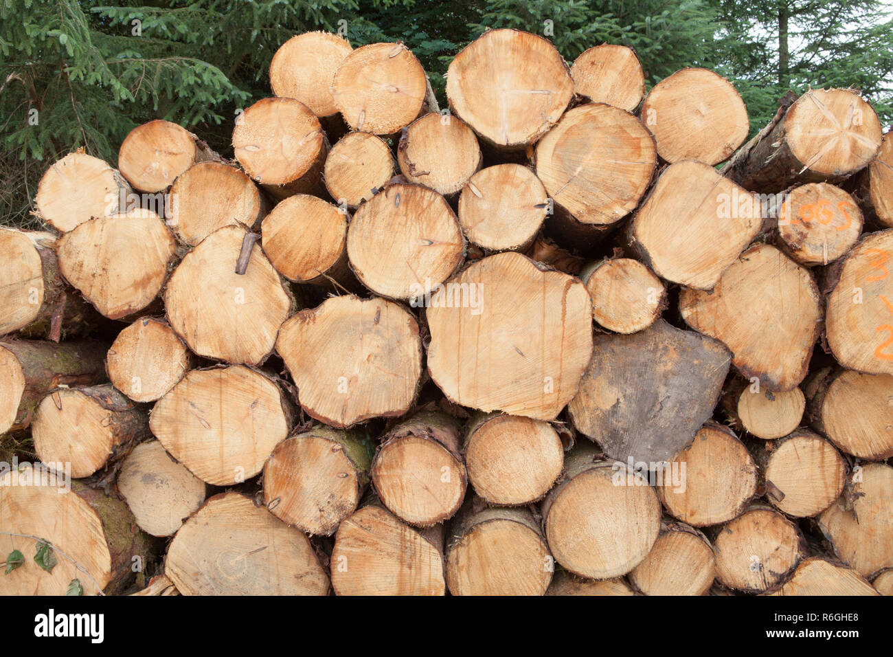 Grumes de conifères classés entassés dans une entreprise d'exploitation forestière et la foresterie commerciale en forêt Gwydir, Parc National de Snowdonia, Pays de Galles Banque D'Images