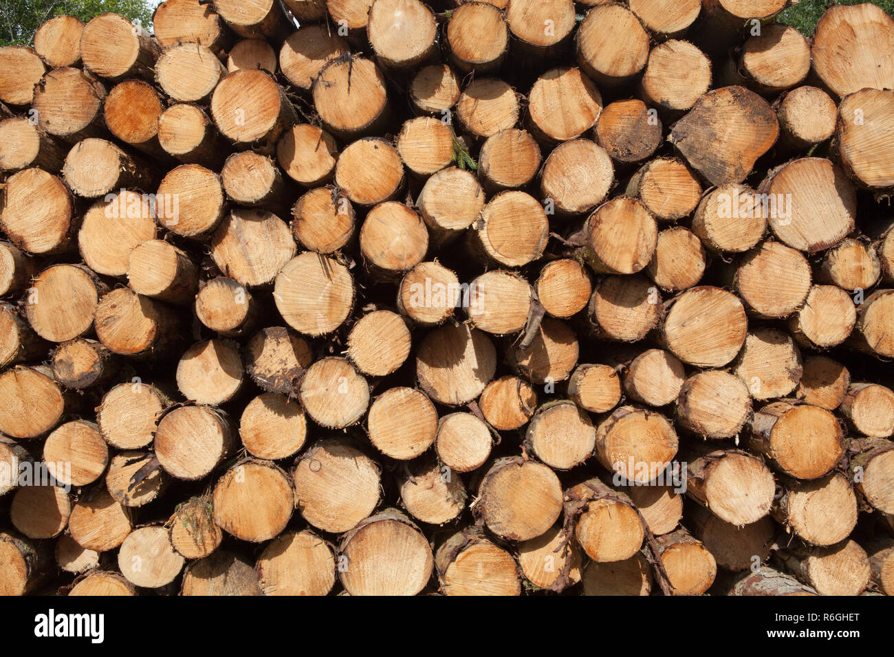 Grumes de conifères classés entassés dans une entreprise d'exploitation forestière et la foresterie commerciale en forêt Gwydir, Parc National de Snowdonia, Pays de Galles Banque D'Images