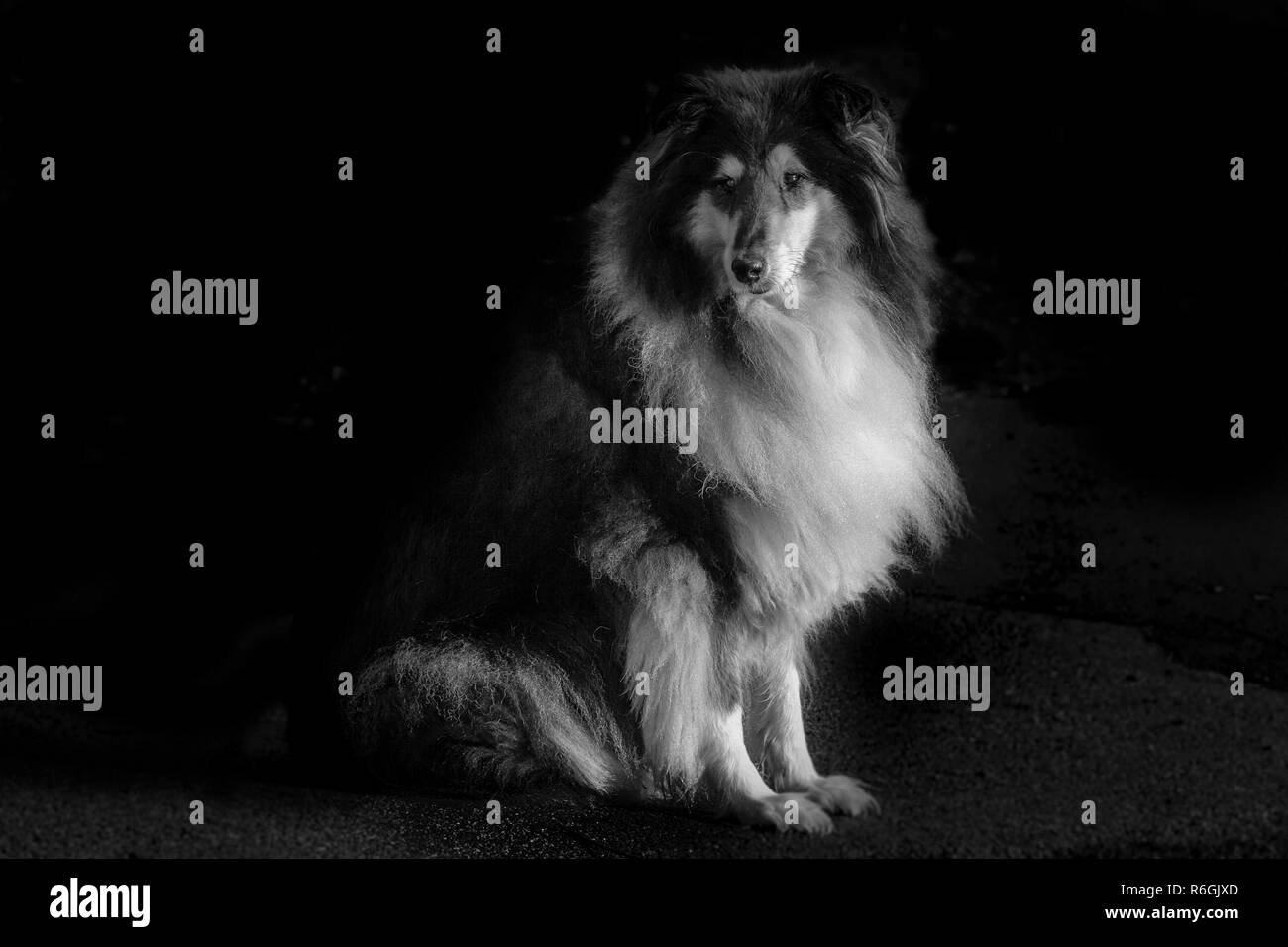 Rough Collie en attente de son propriétaire, Abington, Northampton, Royaume-Uni. Banque D'Images