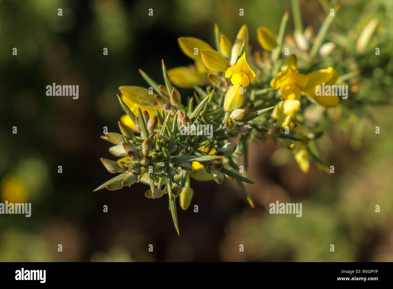 L'ajonc commun (Ulex europaeus) Banque D'Images