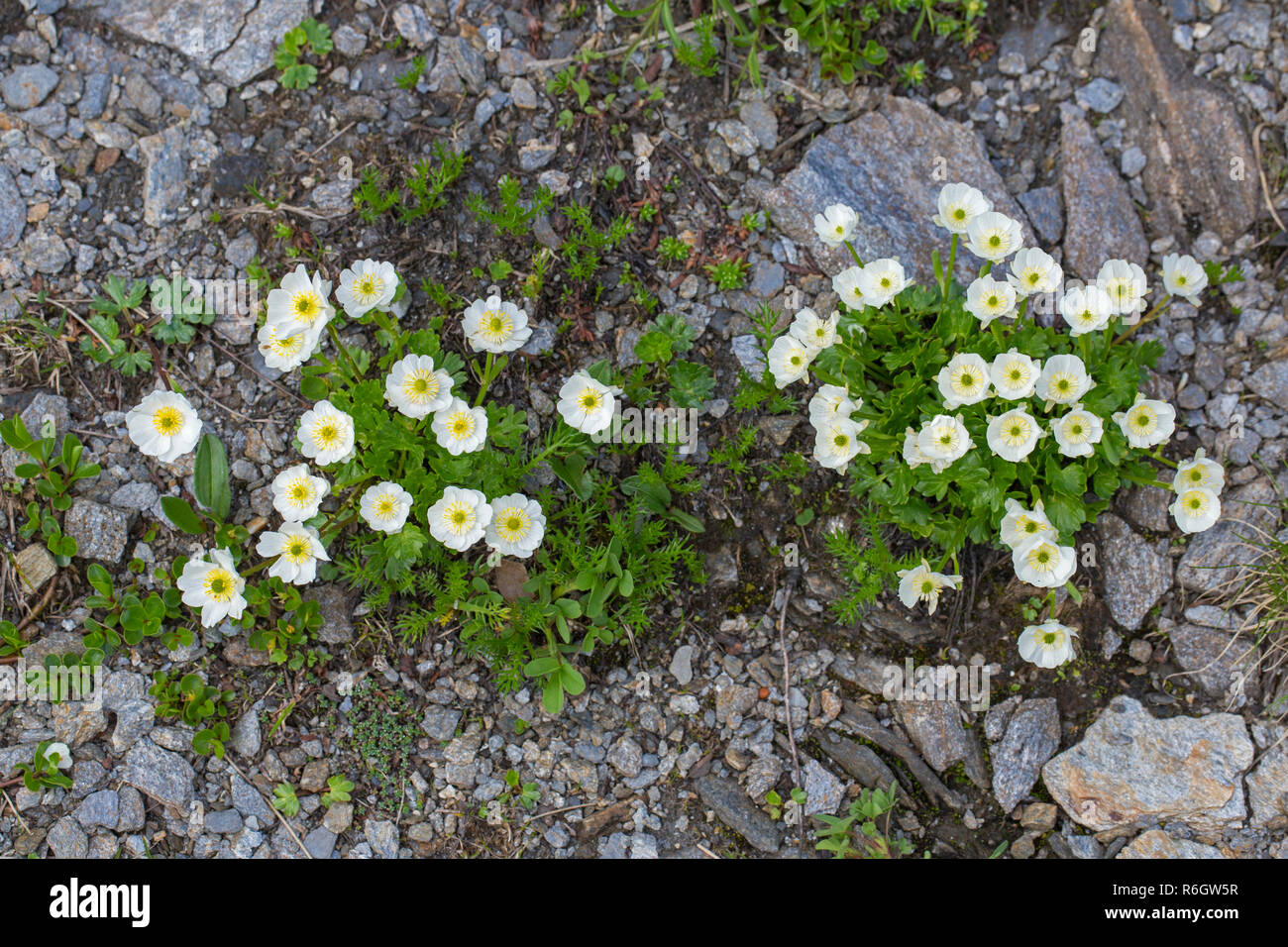 Crowfoot / Alpine Alpine (Ranunculus alpestris) fleurs en été, les autochtones dans les Alpes, Pyrénées, Carpates, et Apennins Banque D'Images