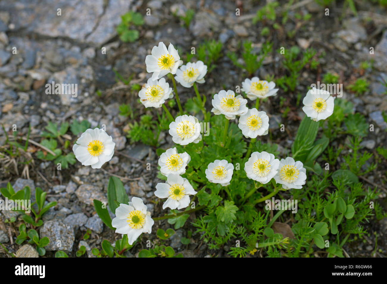 Crowfoot / Alpine Alpine (Ranunculus alpestris) fleurs en été, les autochtones dans les Alpes, Pyrénées, Carpates, et Apennins Banque D'Images