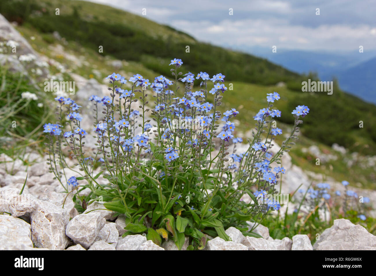 Alpine forget-me-not (Myosotis alpestris) en fleur sur la pente de montagne, le Parc National du Hohe Tauern, Alpes autrichiennes, Carinthie, Autriche Banque D'Images