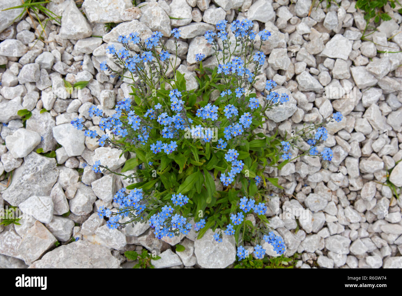 Alpine forget-me-not (Myosotis alpestris) à fleurs en été Banque D'Images