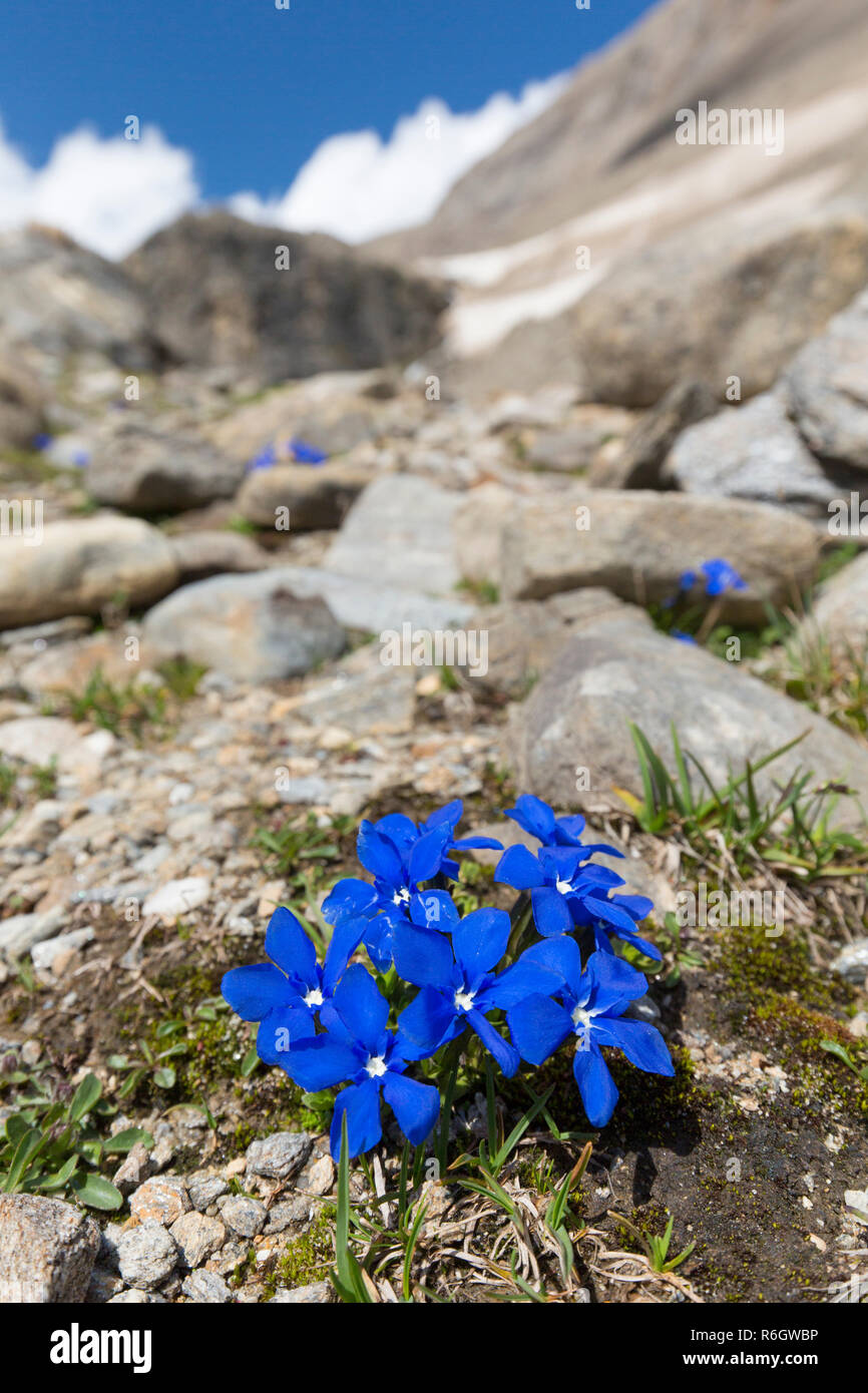 Gentiane (Gentiana bavarica bavarois) en fleur sur la pente de montagne, le Parc National du Hohe Tauern, Alpes autrichiennes, Carinthie, Autriche Banque D'Images