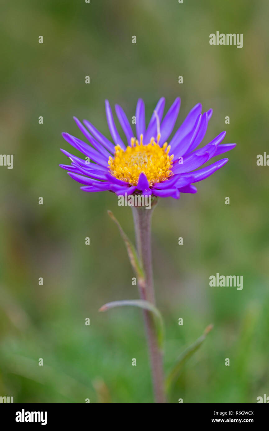 Aster Alpine Alpine bleu / daisy (Aster alpinus) en fleur originaire d'Alpes européennes Banque D'Images