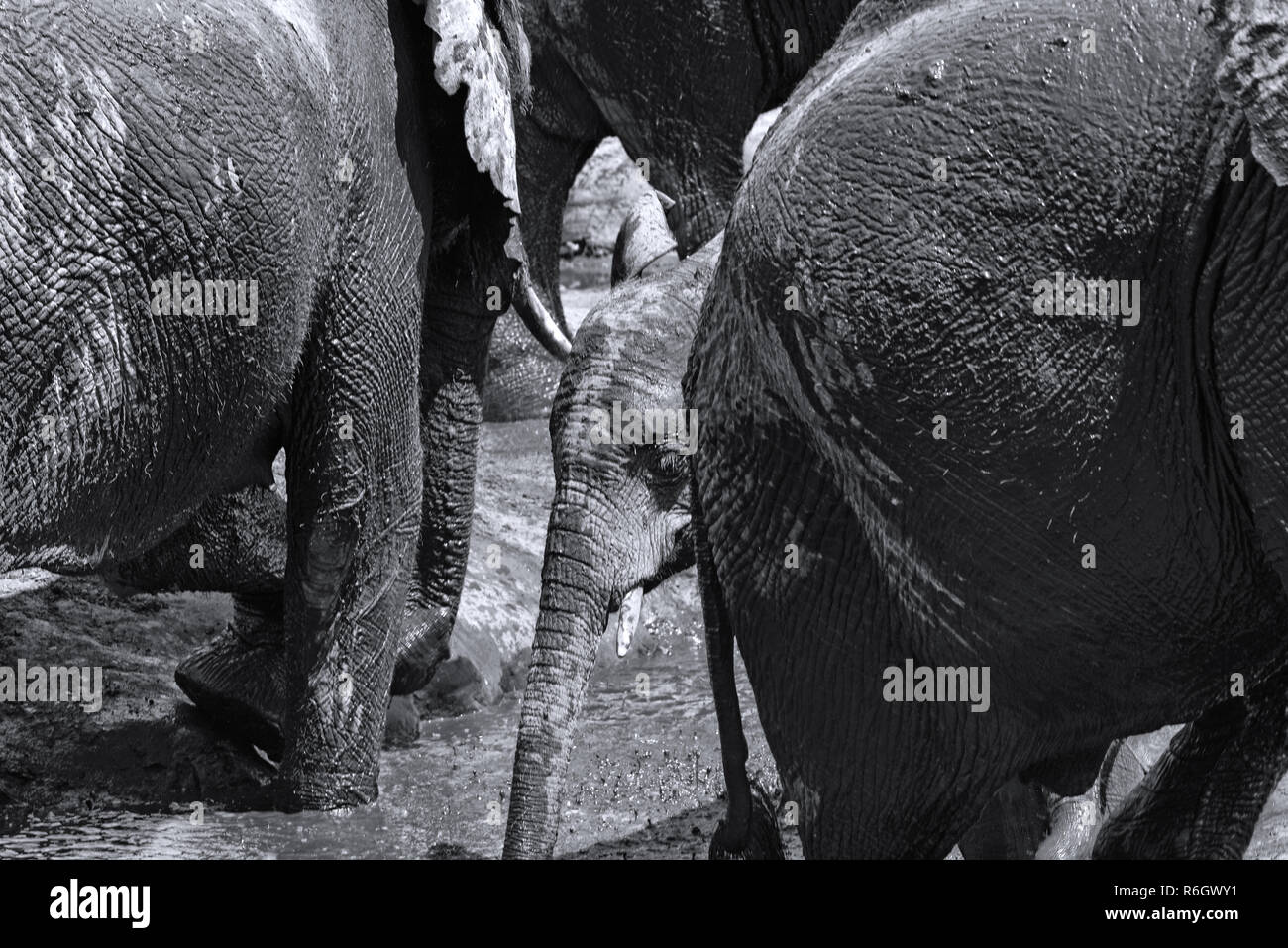 Groupe d'éléphants au bain de boue dans la rivière Chobe, au Botswana en noir et blanc. Banque D'Images