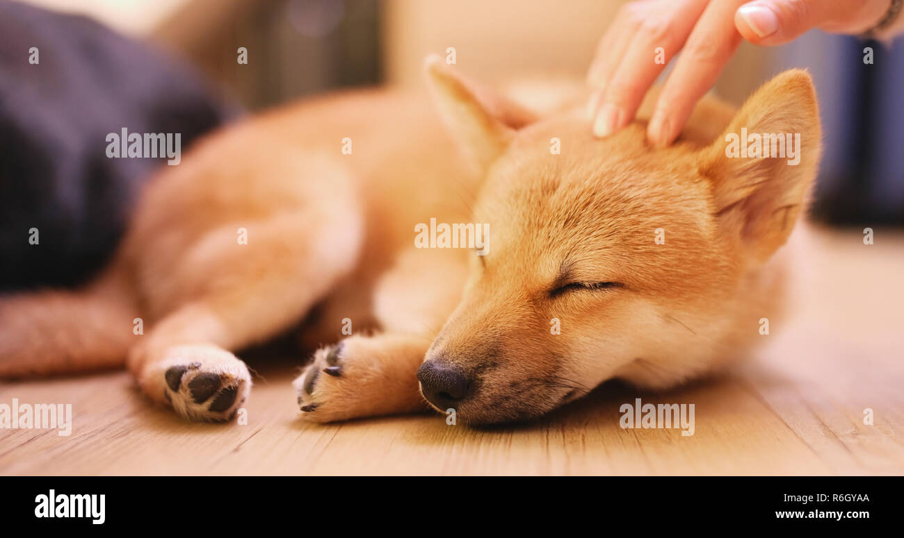 Propriétaire d'animal de caresse sur petit chiot Shiba Inu chien Banque D'Images