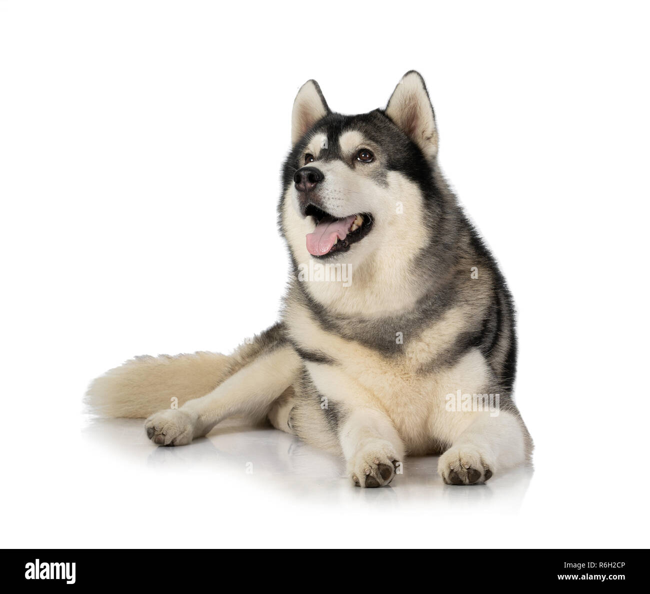 Noir Et Blanc Portrait De Chien Husky De Siberie Isole Sur Fond Blanc Photo Stock Alamy Noir Et Blanc Portrait De Chien Husky De Siberie Isole Sur Fond Blanc Photo Stock Alamy