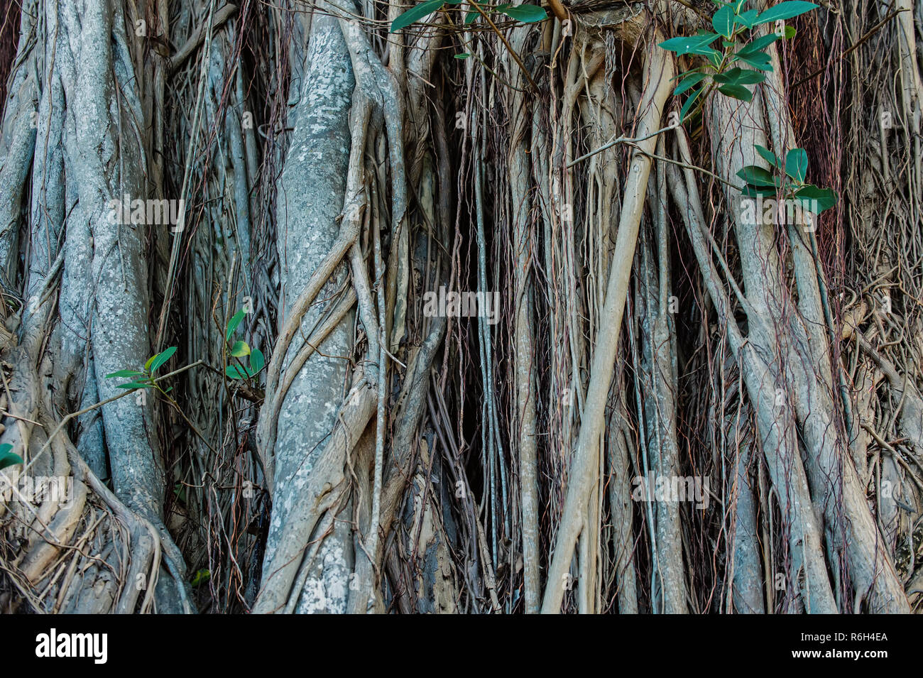 Les racines des arbres qui poussent sur la tige ou le tronc ligneux sur fond naturel. Partie de la plante pour l'ancrage, l'absorption et de soutien. La flore et la nature. La faune Banque D'Images Les racines des arbres qui poussent sur la tige ou le tronc ligneux sur fond naturel. Partie de la plante pour l'ancrage, l'absorption et de soutien. La flore et la nature. La faune Banque D'Images