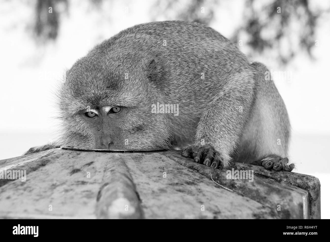 Monkey manger de la plaque. Primat s'asseoir à l'extérieur. Cute animal. Monkey 24. La nature et la faune sauvage. Zoo. Banque D'Images