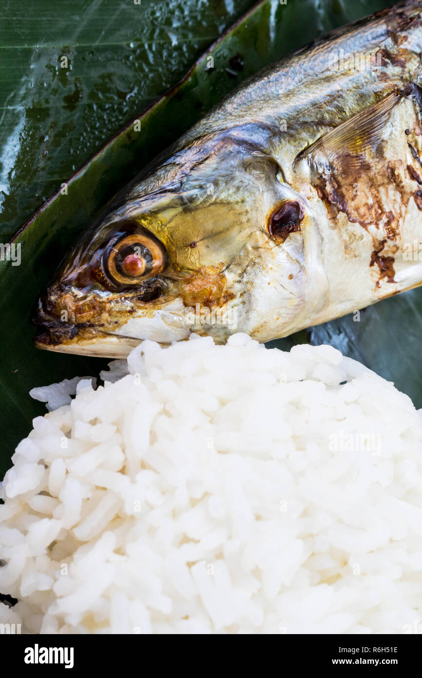 Meckerel poisson avec du riz Jasmin haut sur des feuilles de banane Banque D'Images