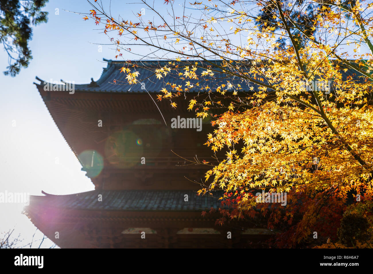 Jaune feuilles d'érable de toucher la lumière du soleil avec l'arrière-plan flou de temple japonais au cours de l'automne au Mont Koyasan, Wakayama, Kansai, Japon. Banque D'Images