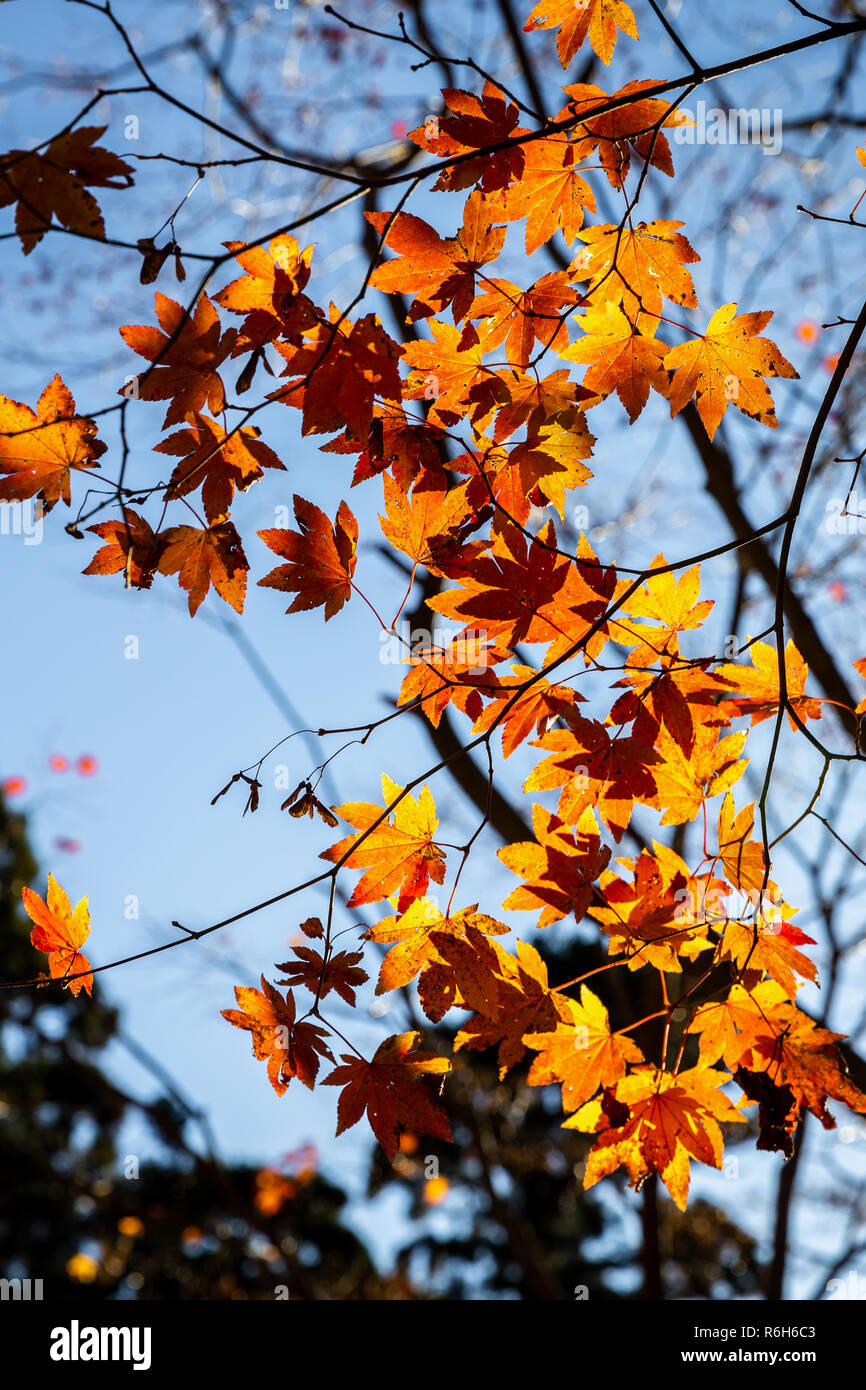 Jaune feuilles d'érable de toucher du soleil avant le coucher du soleil au cours de l'automne au Mont Koyasan, Wakayama, Kansai, Japon. Banque D'Images