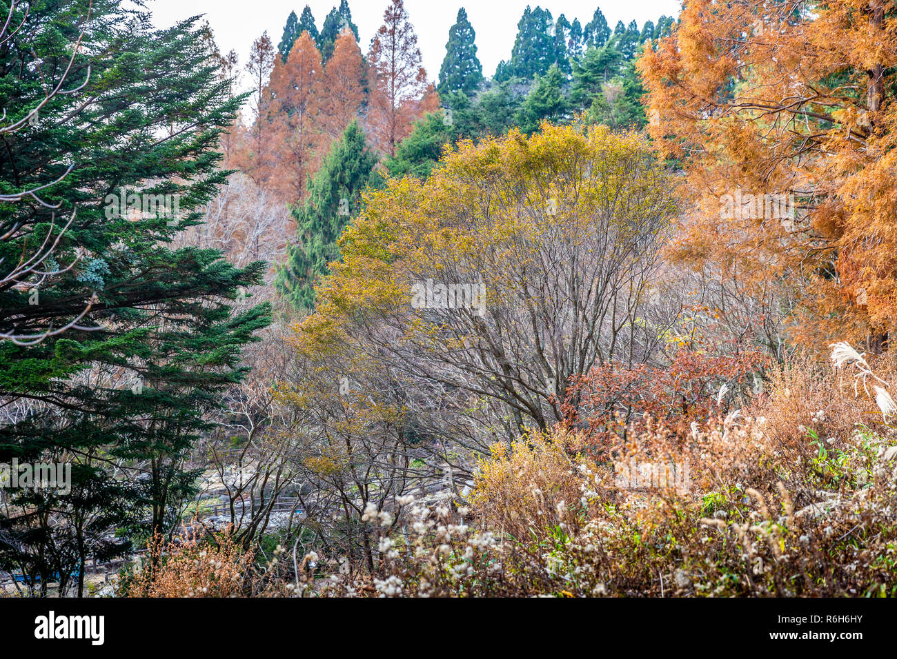 Arbres changeant de couleur du vert au jaune et orange au cours de l'automne à l'intérieur Mont Rokko de Kobe, Hyogo, Kansai, Japon. Banque D'Images