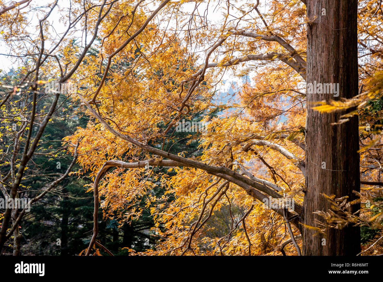 Arbres changeant de couleur du vert à l'orange à l'automne à l'intérieur Mont Rokko de Kobe, Hyogo, Kansai, Japon. Banque D'Images