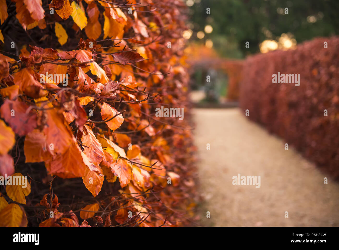 Close up décoloration jaune-or, la chute des feuilles orange sur les branches de bush mur végétal. La fin de l'automne. Jardin ou le parc des rangées de buissons de quitter en perspecti Banque D'Images