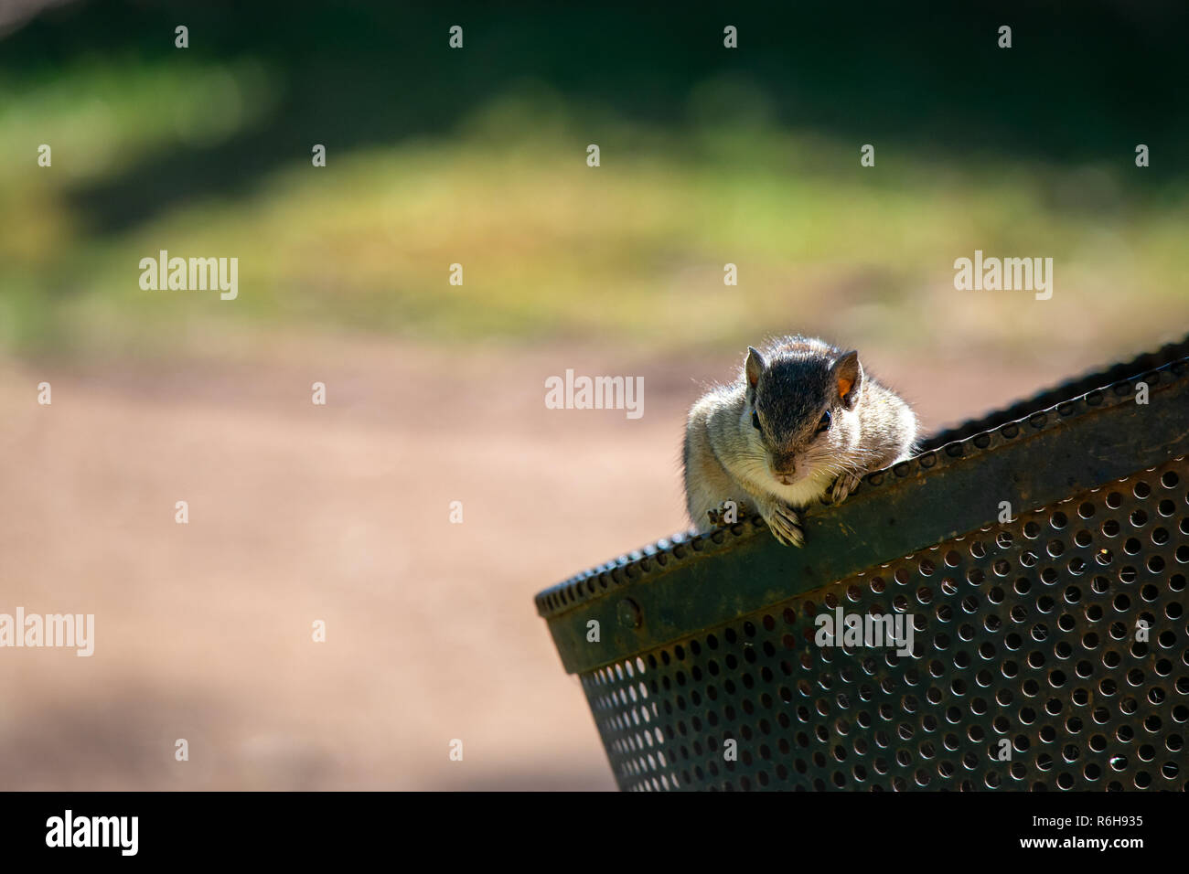 Un bar d'écureuil, Funambulus palmarum apparaissant sur un parc poubelle. Banque D'Images