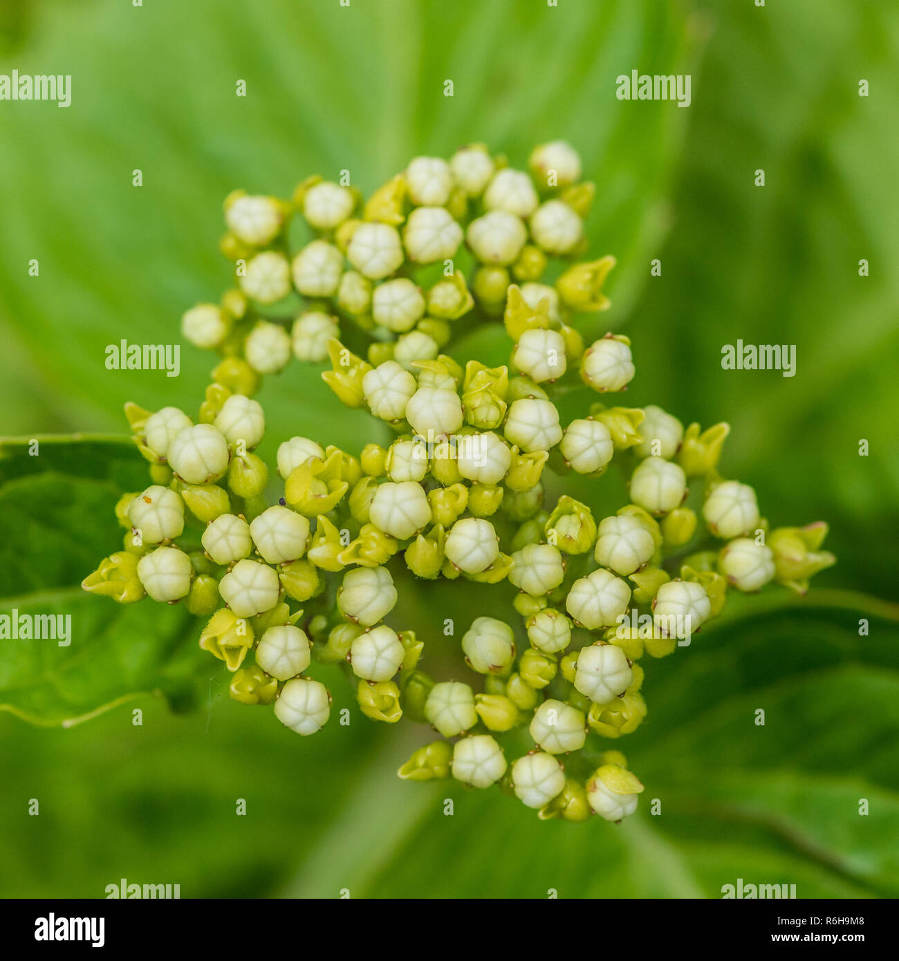 Un plan macro sur quelques boutons de fleurs d'hortensias de balai. Banque D'Images