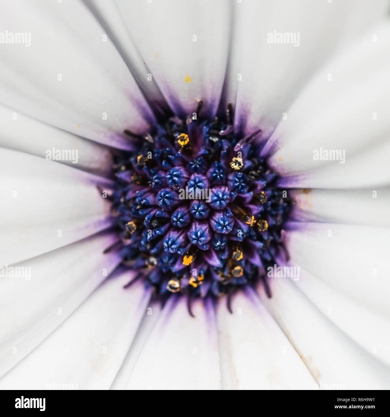 Un plan macro sur une fleur blanche ostéospermum avec un centre bleu. Banque D'Images