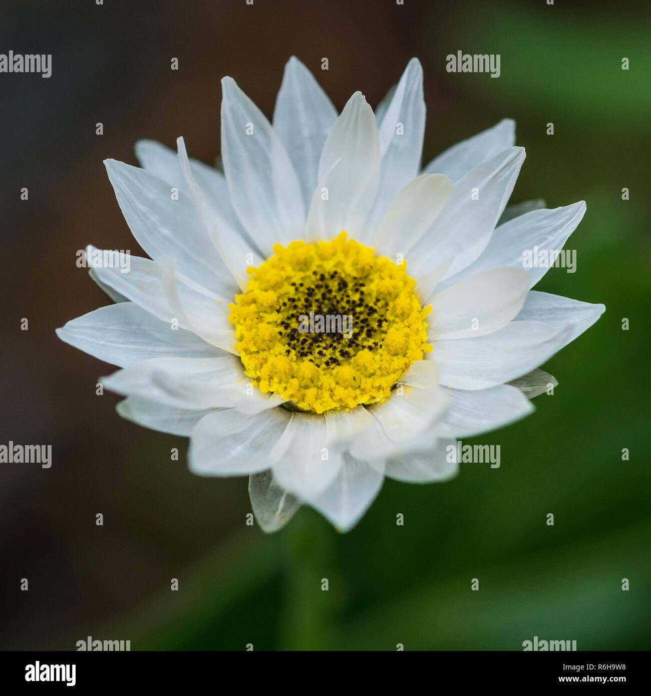 Un plan macro sur une éternelle blanc daisy. Banque D'Images