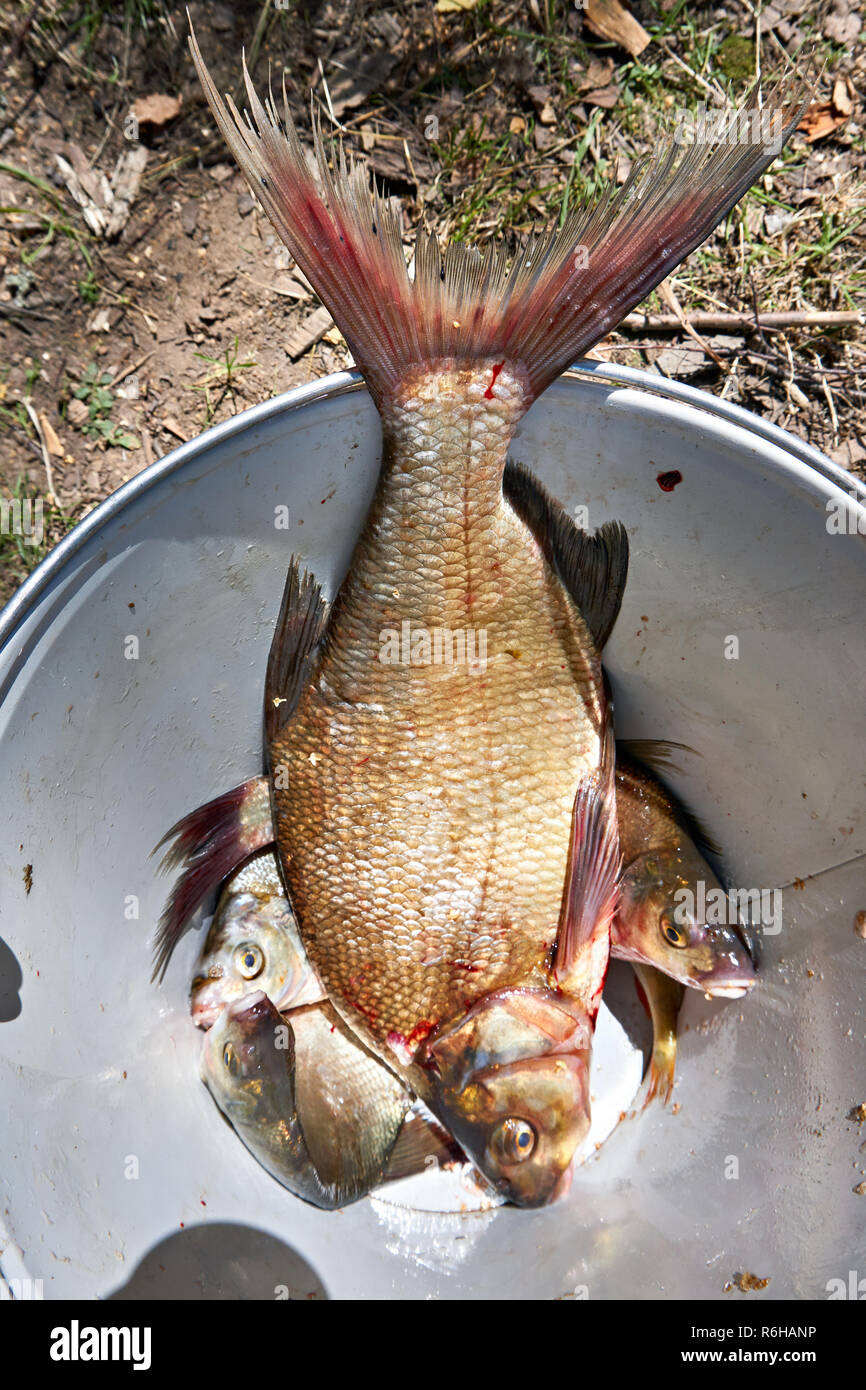 La brème poisson pris dans un godet de pêcheur Banque D'Images